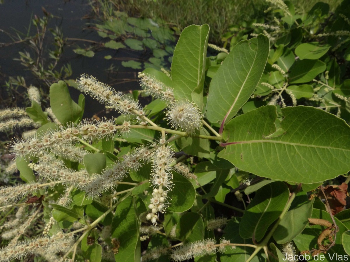 Terminalia arjuna (Roxb. ex DC.) Wight & Arn.